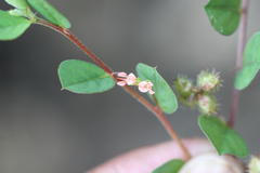 Indigofera nummulariifolia